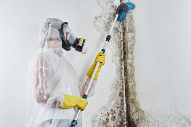 Professional Mold Removal in Cambridge Springs, PA